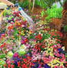 Mixed Perennial Flowers Seeds Mixed (Pack of 100)