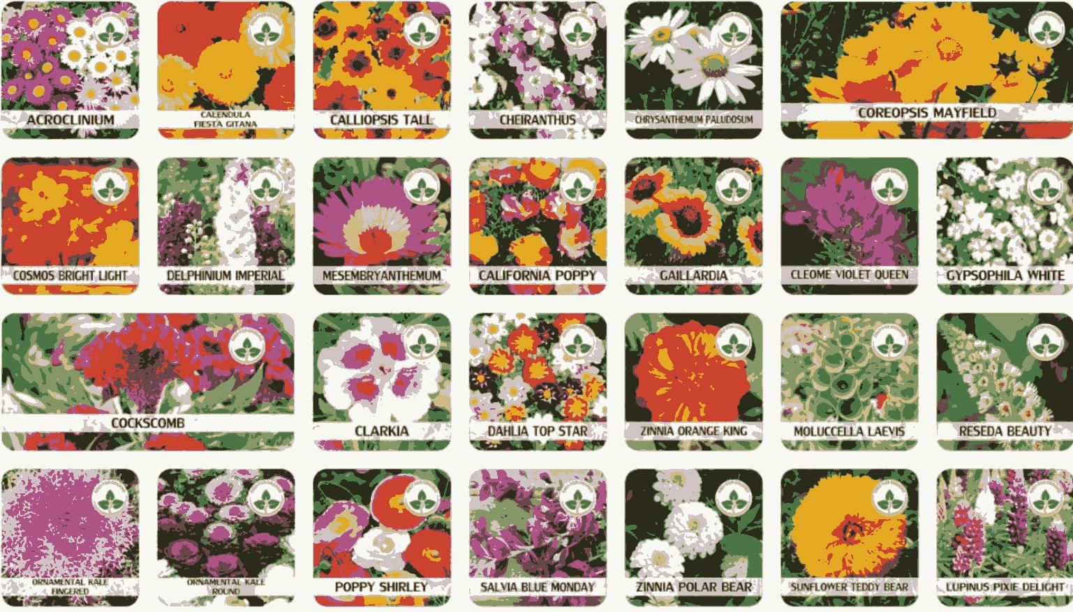 Mixed Perennial Flowers Seeds Mixed (Pack of 100)