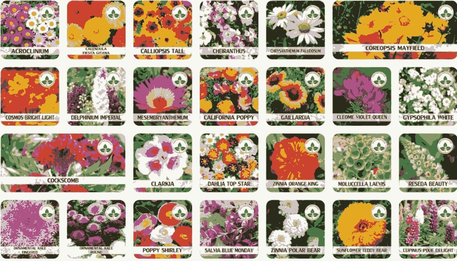 Mixed Perennial Flowers Seeds Mixed (Pack of 100)