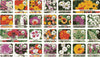 Mixed Perennial Flowers Seeds Mixed (Pack of 100)